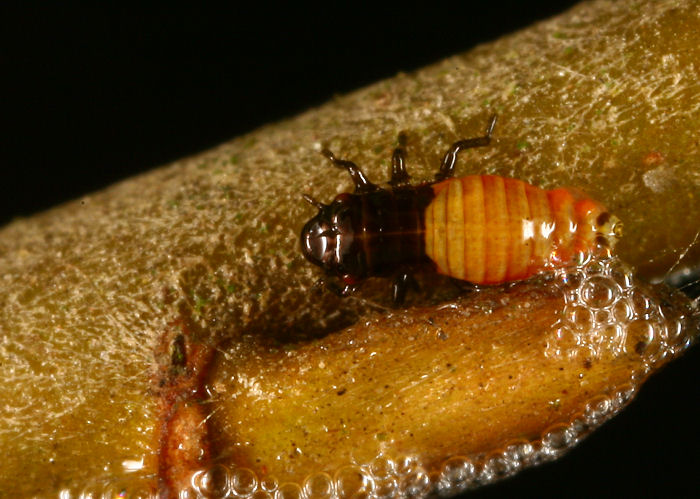 Aphrophora sp.